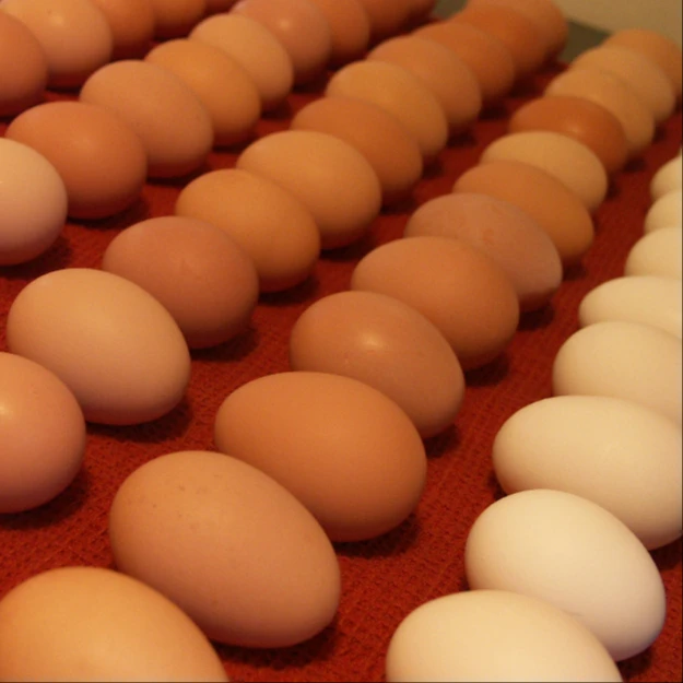 Farm Fresh Brown Chicken Eggs