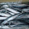 Best Price Whole Round Frozen BQF Horse Mackerel Fish Export Quality