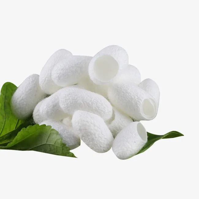 whatsapp   84-845-639 - buy white silkworm cocoons shell,cocoons