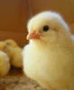 /product-detail/cheap-quality-broiler-day-old-chicks-for-sale-62006950740.html