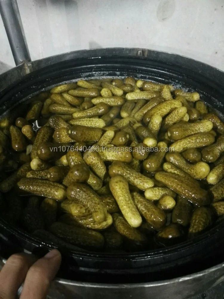 high quality pickled cucumber in vietnam/pickled cucumber in