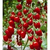/product-detail/vietnamese-premium-pickled-cherry-tomato-in-jar-62009321657.html