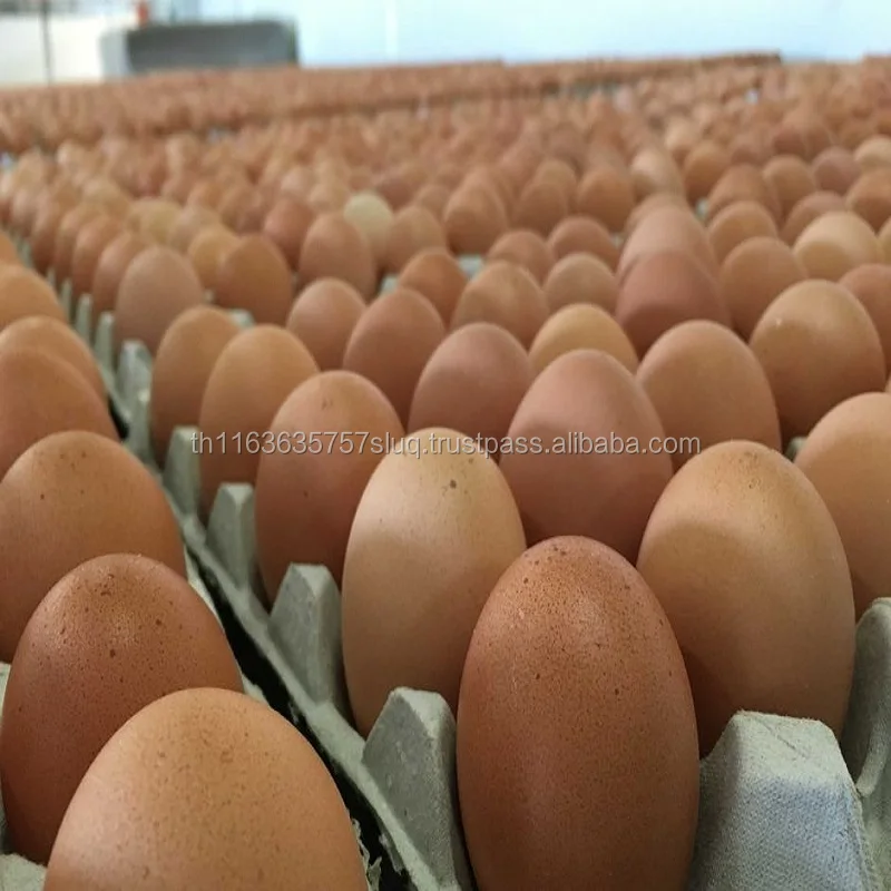 Farm Fresh Chicken Table Eggs Brown and White Shell Chicken Eggs