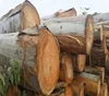 European Hardwood and Softwood Logs