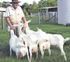 aanen Goat / Alive saanen Milking Goat