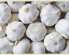 /product-detail/promotional-price-new-crop-5cm-6-5cm-pure-white-and-normal-white-garlic-for-united-states-50047234429.html