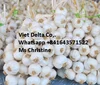 /product-detail/new-harvest-fresh-garlic-from-viet-nam-50037554960.html