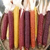 Red Corn Wholesale Price Natural Organic Red Maize Corn Manufacturer