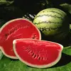 Fresh Seedless Watermelon..