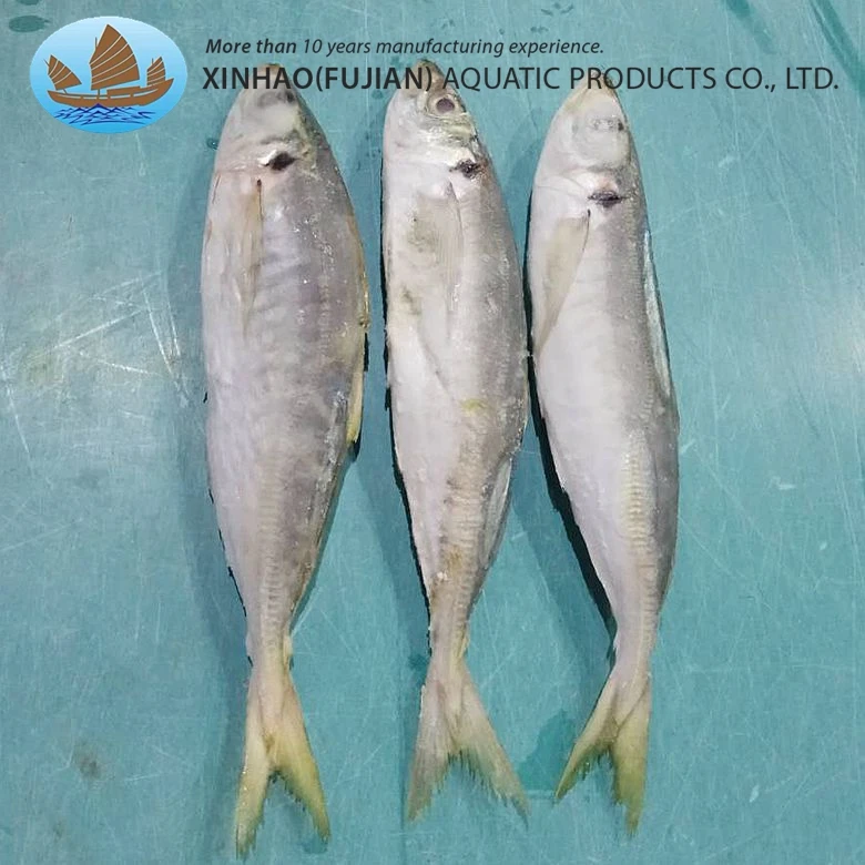 Factory direct sale iqf frozen horse mackerel whole with fair price macheral