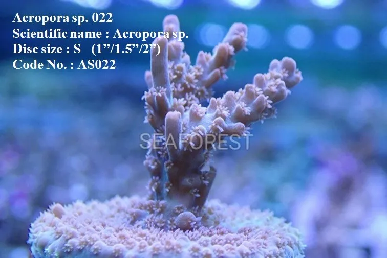 live sps beautiful aquarium decoration hard coral acropora