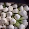/product-detail/fresh-garlic-cheap-price-50032520910.html