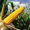 /product-detail/ukrainian-feed-corn-62000516598.html