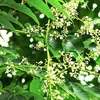Azadirachta indica Dry Extract