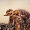 /product-detail/very-affordable-ostrich-chicks-50045931438.html