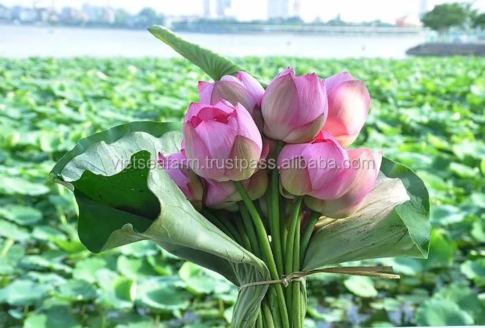 the lotus is native to southern asia and australia.