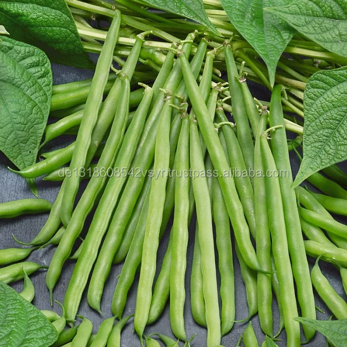 frozen whole french green bean with cheap price