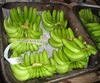 Premium Quality Cavendish Bananas, Plantains, Fresh Pineapples, Fresh Watermelons for Sale
