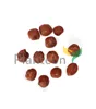 Hazelnuts Kernel without shell - Corylus avellana