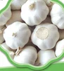 High quality New Crop 5cm-6.5cm pure white and normal white fresh garlic for sale