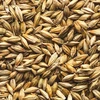 Sell Animals feed barley good prices