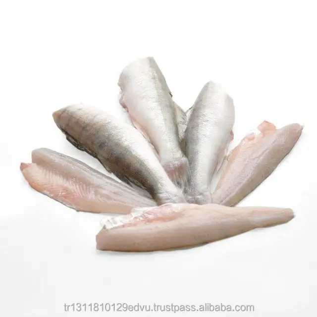 pike perch(sander lucioperca frozen fillet skin on stock