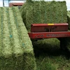 /product-detail/alfalfa-hay-lucerne-hay-in-bales-62001848375.html