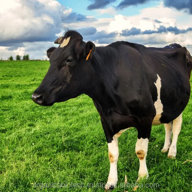  Do Cows Like to Be Petted? Understanding the Affectionate Nature of Cattle