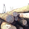 /product-detail/euro-beech-logs-fresh-cut-50044915702.html