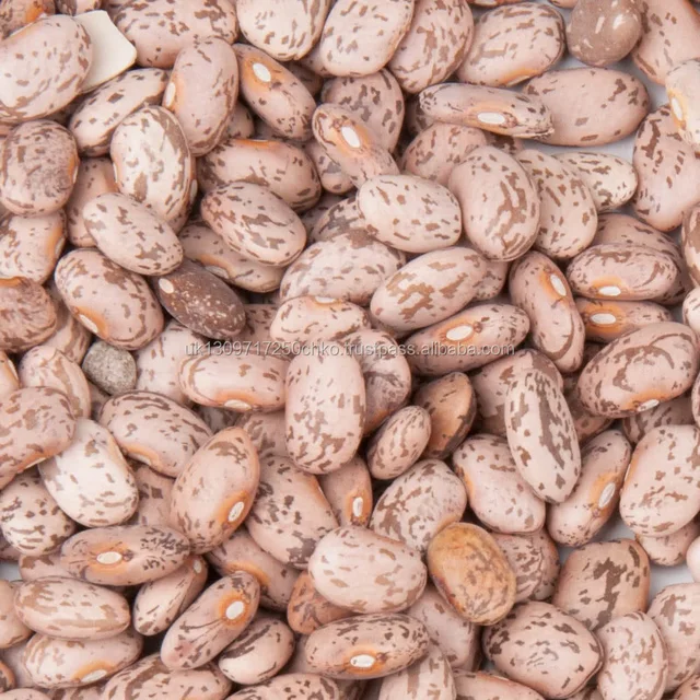 organic pinto beans