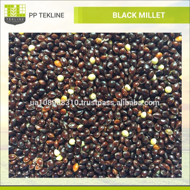 the straw from finger millet is used as