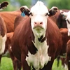 /product-detail/aberdeen-angus-fattening-beef-live-dairy-cows-pregnant-holstein-heifers-62001406401.html