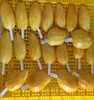 /product-detail/iqf-frozen-mango-good-for-health-high-quality-and-best-price-50037908288.html