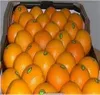 fresh navel orange from Egypt 2018