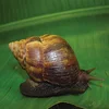Live Giant African Snails fresh/SeaShell, Oil, Frozen/Dried/ Shell Powder