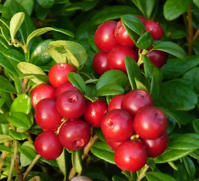 natural plant extract, extract cranberry wholsale