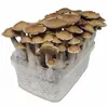 /product-detail/magic-mushrooms-dry-black-magic-shiitake-spawn-62005626173.html