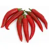 Red fresh chili pepper for sale