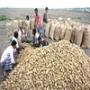 /product-detail/high-quality-100-organic-fresh-potatoes-from-bangladesh-50037303098.html