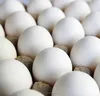 /product-detail/high-quality-fresh-chicken-eggs-ukraine-50037076763.html