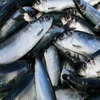 /product-detail/frozen-herring-fish-best-prices-and-best-quality-50042185003.html