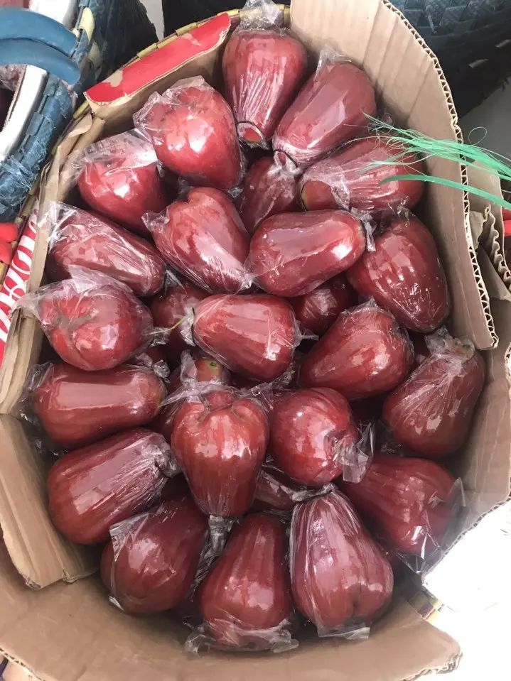 fresh bell fruit / rose apple / water apple from