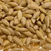Sell 100% Organic Malt Barley at LOW rate