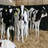 /product-detail/holstein-cattle-sale-jersey-heifers-herds-for-sale-50038207547.html