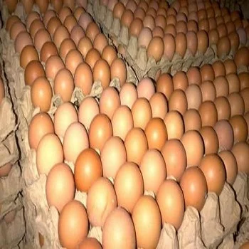 Farm Fresh Chicken Table Eggs / White Chicken Eggs