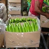 Farm Fresh Green Cavendish Banana Suppliers In India