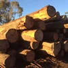 /product-detail/cypress-logs-62008354901.html