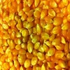 /product-detail/quality-yellow-corn-for-animal-feed-grade-1-for-sale-50039610747.html