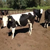 /product-detail/heifers-holstein-pregnant-cattle-livestock-for-wholesale-62003689070.html