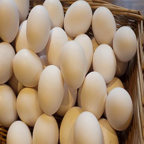 Farm Fresh Chicken Table Eggs at whole sales prices